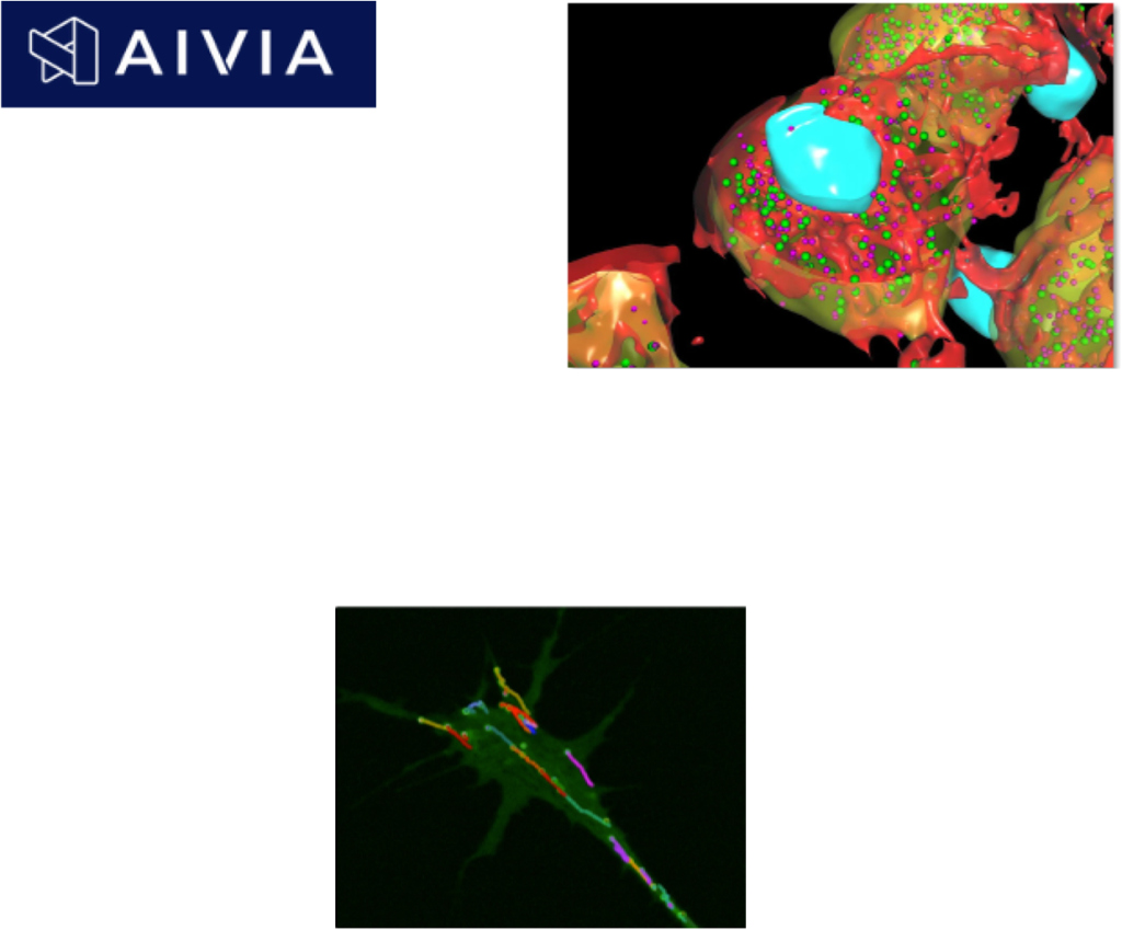 AI-based-morphometry
