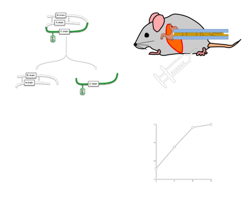 fluorescent-reporter-live-tracing