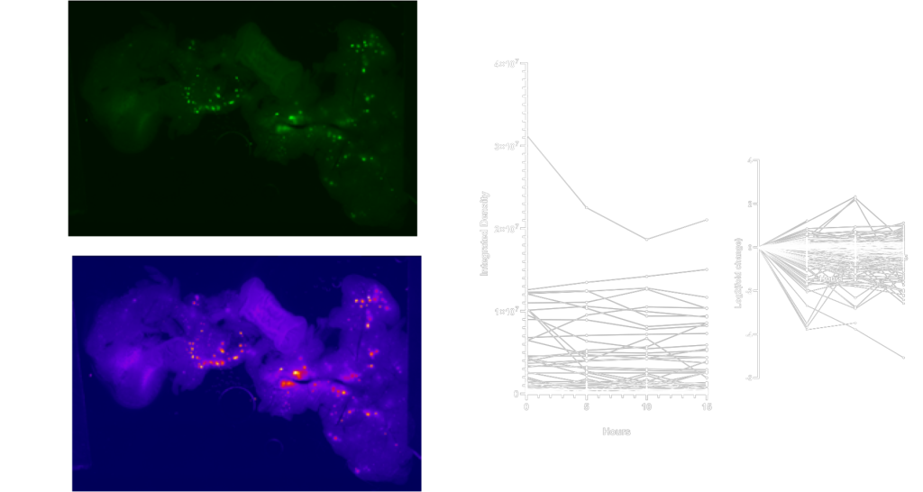 fluorescent-reporter-quanditifcation
