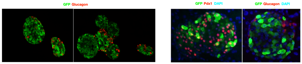 islets-transfections