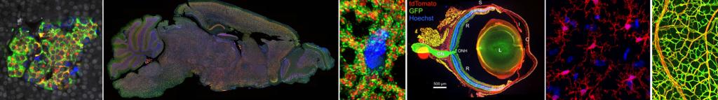 Banner of several Confocal Microscopy Images