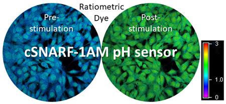 Live Cell Imaging of the Ratiometric cSNARF-1AM pH Sensor