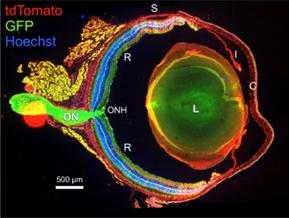 Large Format Stitched Murine Ocular Section