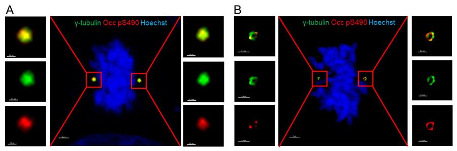 Occludin S490 phosphorylation in centrosome in human osteosarcoma U2OS cells
