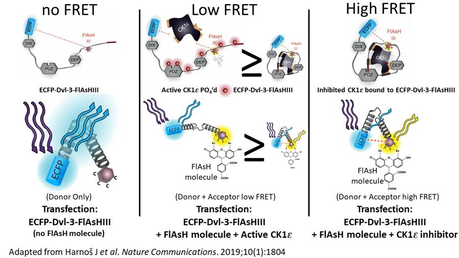 FLIM-FRET Phasor Analysis diagram one