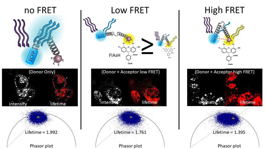 FLIM-FRET Phasor Analysis diagram two