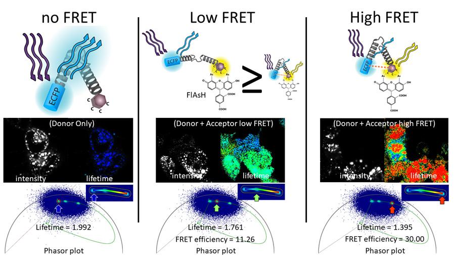 FLIM-FRET Phasor Analysis diagram three